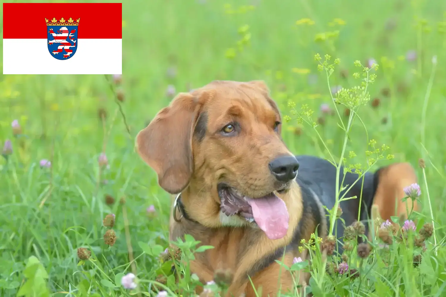 Polish Bracke hvalpe og opdrætter Hessen Her kan du finde polske Bracken-opdrættere i Hessen.