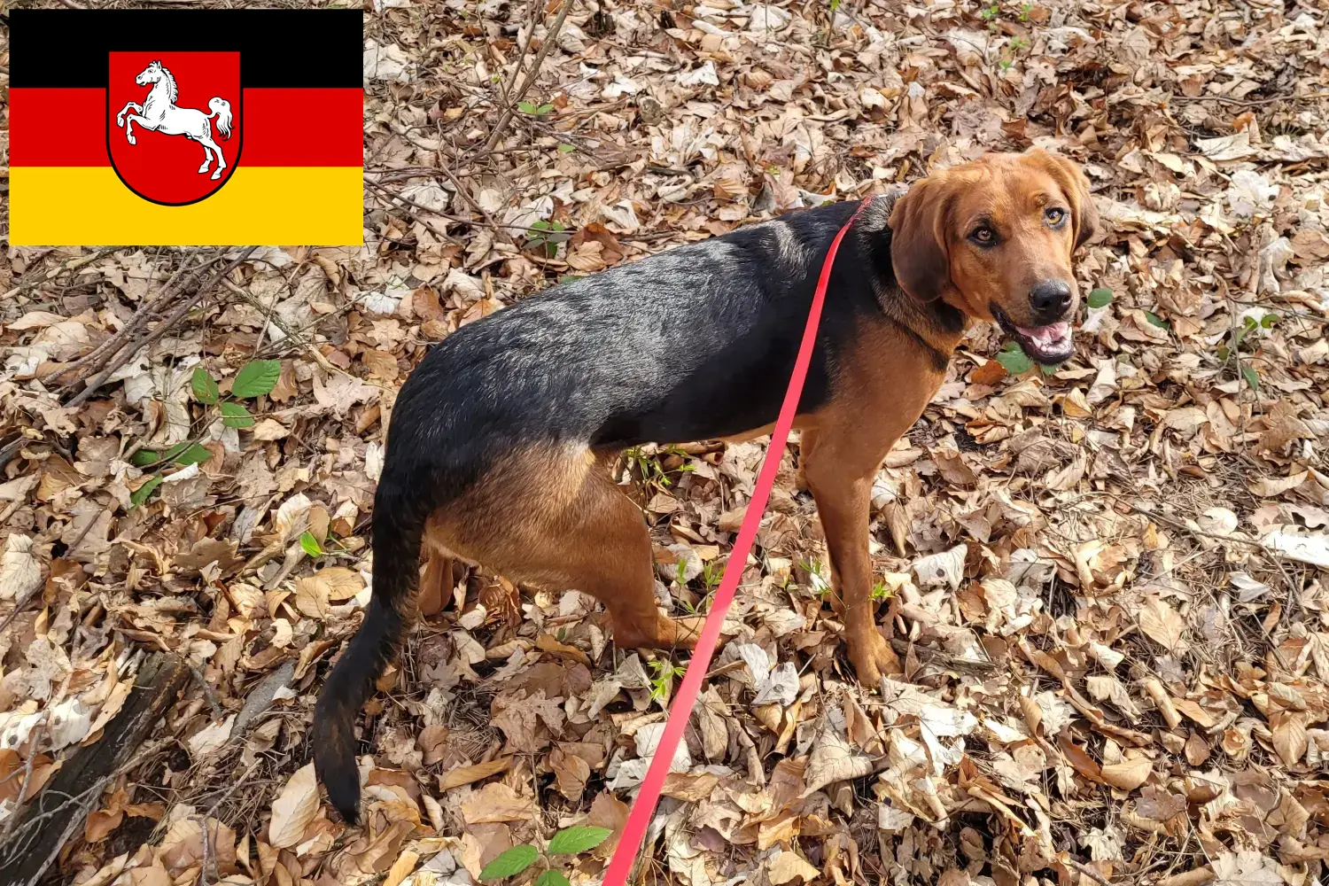 Polish Bracke hvalpe og opdrætter Niedersachsen Her kan du finde polske Bracken-opdrættere i Niedersachsen.
