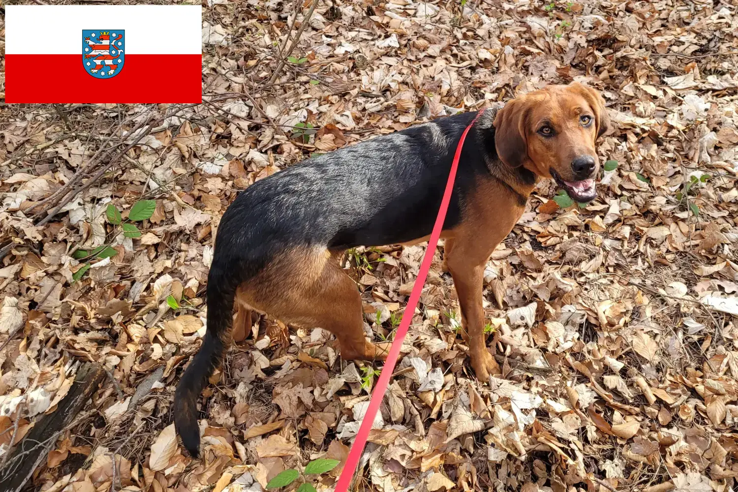 Polish Bracke hvalpe og opdrættere Thüringen Her kan du finde polske Bracken-opdrættere i Thüringen.