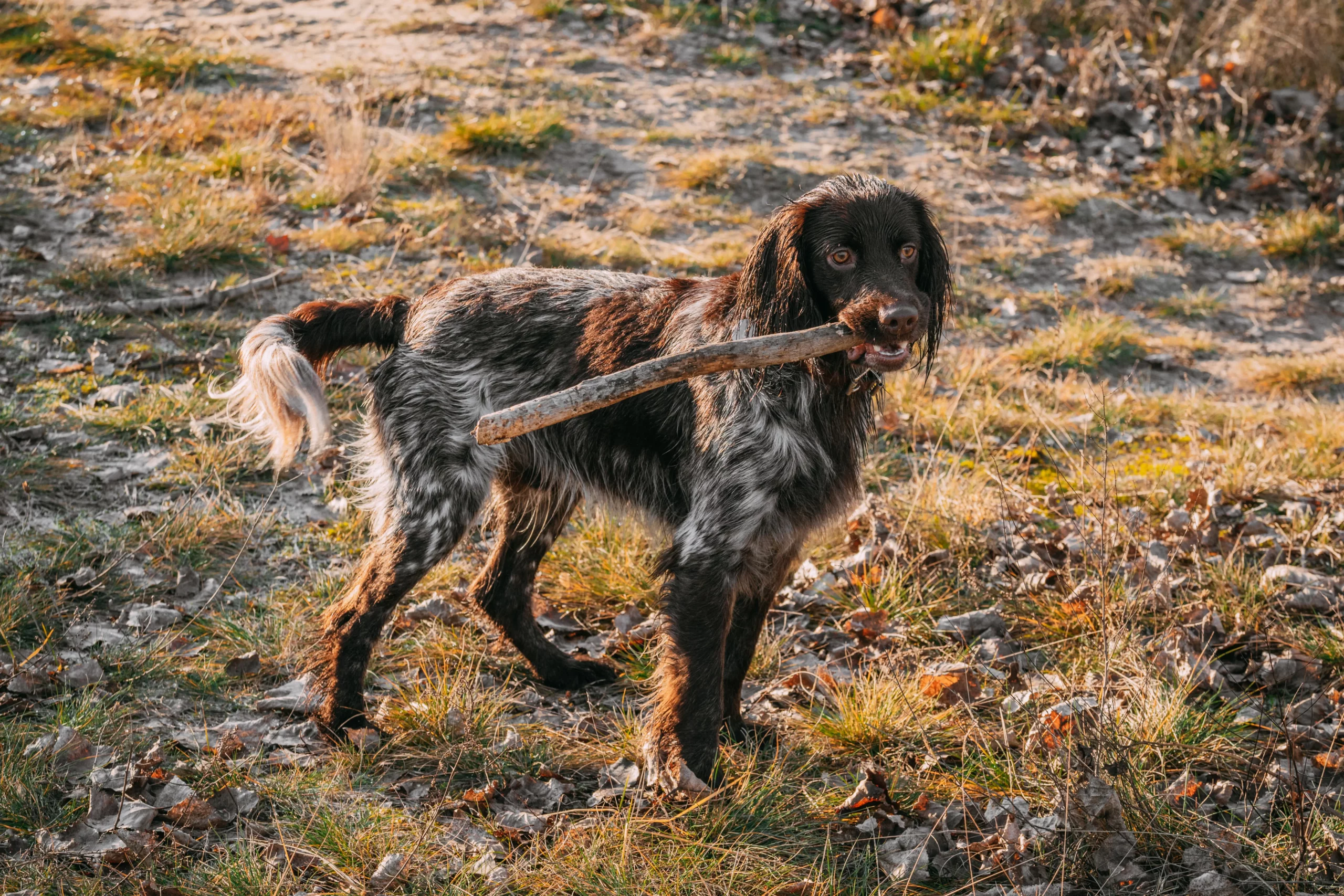Read more about the article Opdrætter af polsk jagtspaniel