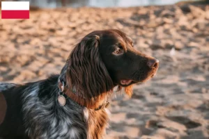 Read more about the article Polish Hunting Spaniel opdrætter og hvalpe i Polen
