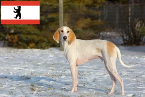 Read more about the article Porcelaine-opdrættere og hvalpe i Berlin