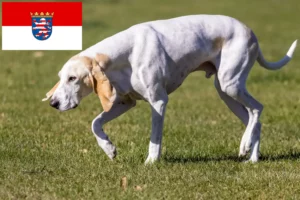 Read more about the article Porcelaine-opdrættere og hvalpe i Hessen