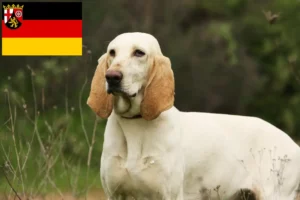 Read more about the article Porcelaine-opdrættere og hvalpe i Rheinland-Pfalz