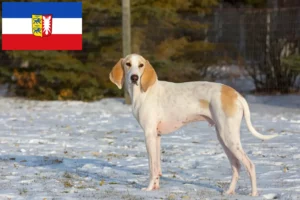 Read more about the article Porcelaine-opdrættere og hvalpe i Slesvig-Holsten