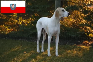 Read more about the article Porcelaine-opdrættere og hvalpe i Thüringen
