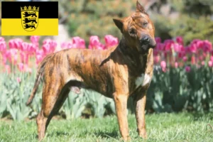 Read more about the article Presa Canario opdrættere og hvalpe i Baden-Württemberg