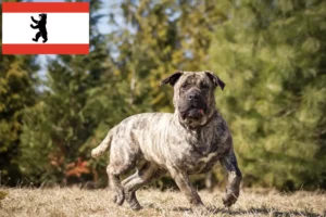 Read more about the article Presa Canario opdrættere og hvalpe i Berlin