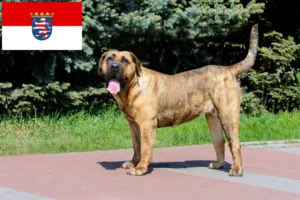 Read more about the article Presa Canario opdrættere og hvalpe i Hessen