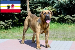 Read more about the article Presa Canario opdrættere og hvalpe i Mecklenburg-Vorpommern