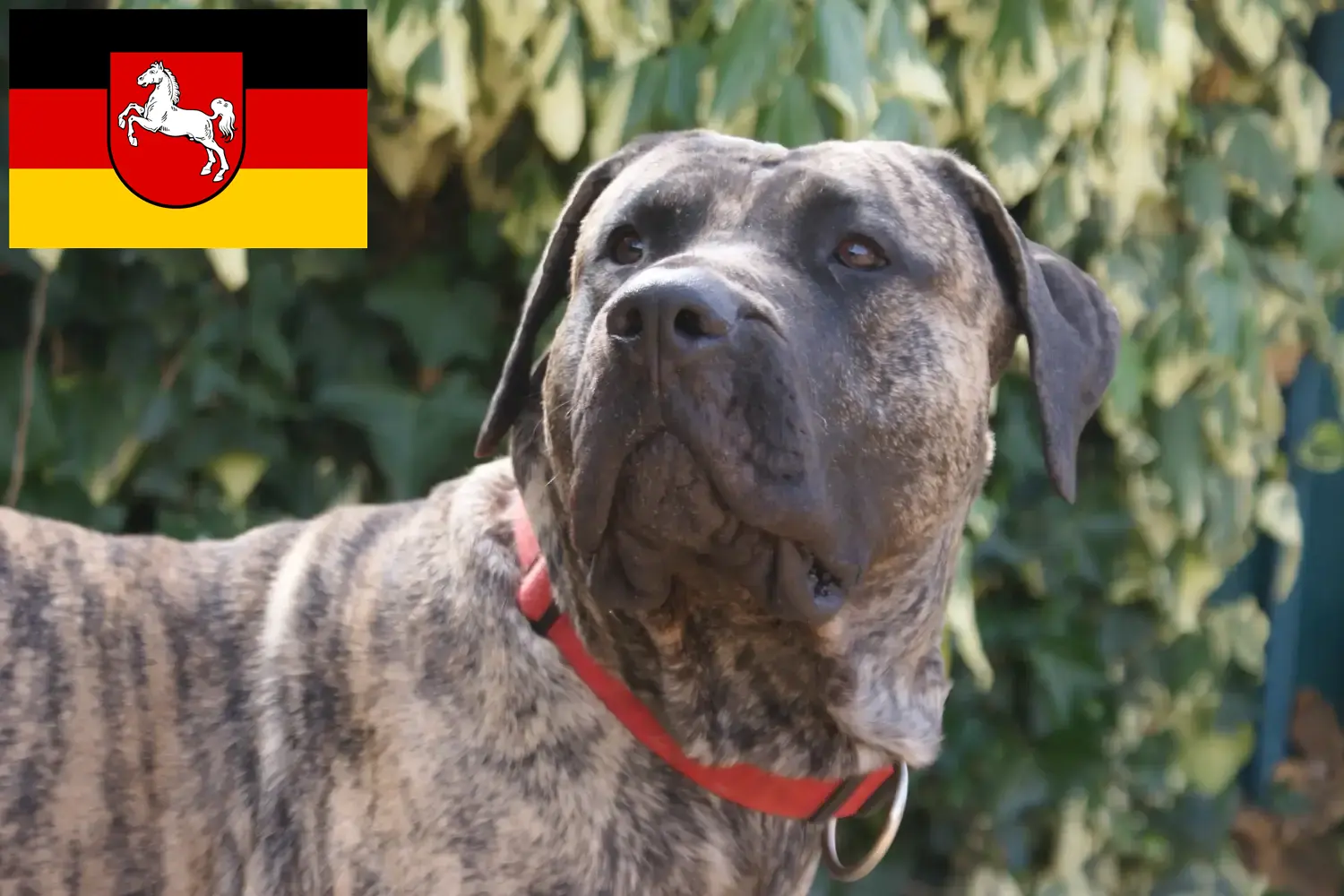 Read more about the article Presa Canario-opdrættere og hvalpe i Niedersachsen