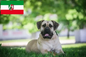 Read more about the article Presa Canario opdrættere og hvalpe i Nordrhein-Westfalen