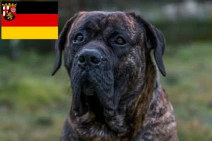 Read more about the article Presa Canario opdrættere og hvalpe i Rheinland-Pfalz