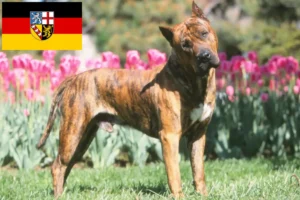 Read more about the article Presa Canario opdrættere og hvalpe i Saarland