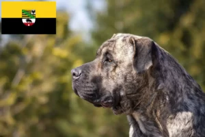 Read more about the article Presa Canario opdrættere og hvalpe i Sachsen-Anhalt