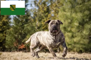 Read more about the article Presa Canario-opdrættere og hvalpe i Sachsen