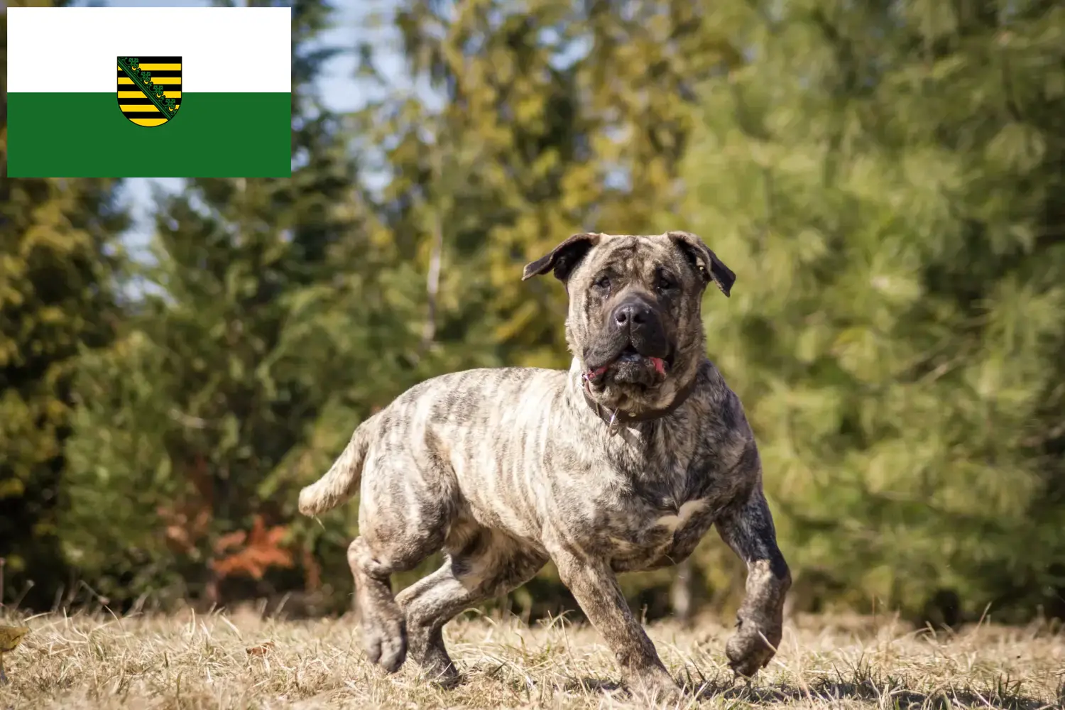 Presa Canario hvalpe og opdrættere Sachsen Her kan du finde Presa Canarios-opdrættere i Sachsen.