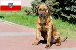 Read more about the article Presa Canario opdrættere og hvalpe i Thüringen