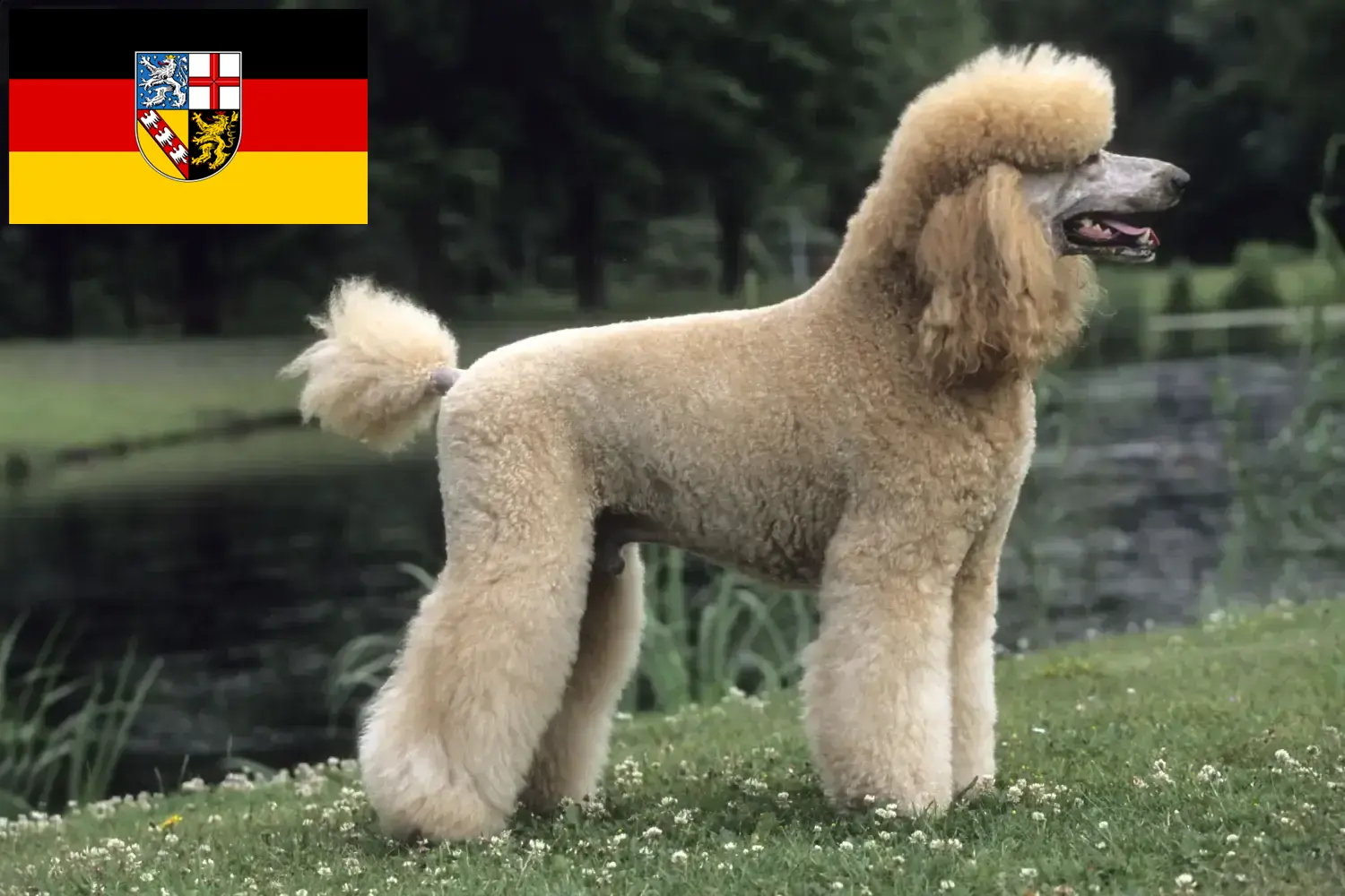 Puddelhvalpe og opdrætter Saarland Her kan du finde puddelopdrættere i Saarland.