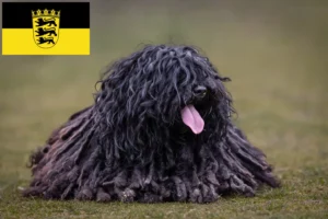 Read more about the article Puli-opdrættere og hvalpe i Baden-Württemberg