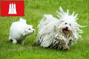 Read more about the article Puli-opdrættere og hvalpe i Hamborg