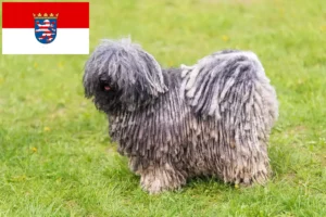 Read more about the article Puli-opdrættere og hvalpe i Hessen
