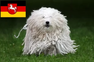 Read more about the article Puli-opdrættere og hvalpe i Niedersachsen