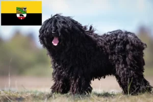 Read more about the article Puli-opdrættere og hvalpe i Sachsen-Anhalt