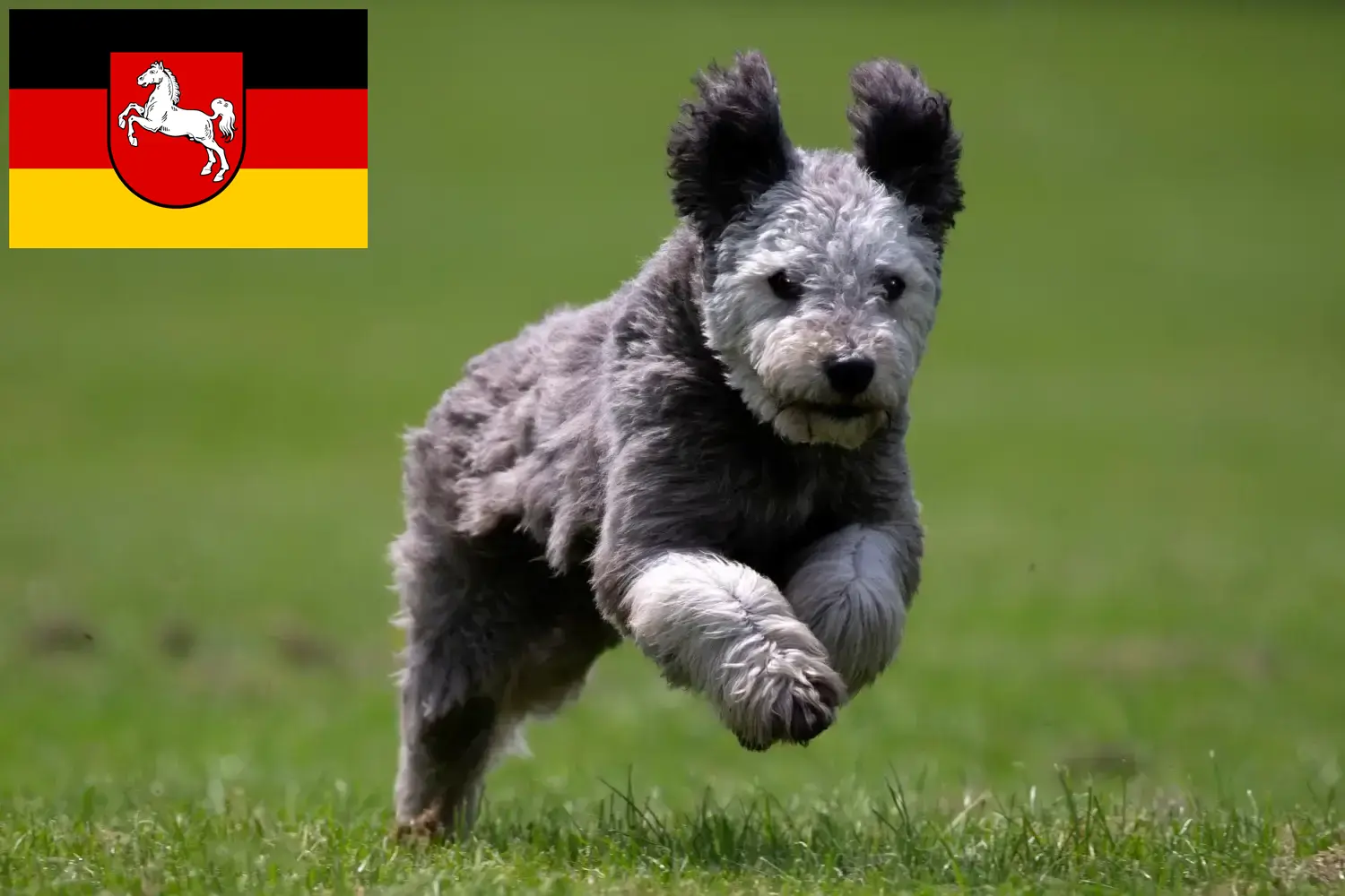 Pumi hvalpe og opdrætter Niedersachsen Her kan du finde Pumis-opdrættere i Niedersachsen.