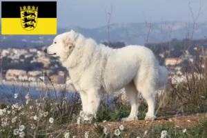 Read more about the article Pyrenæerhundeopdrættere og hvalpe i Baden-Württemberg