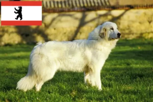 Read more about the article Pyrenæerhundeopdrætter og hvalpe i Berlin