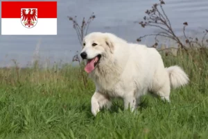 Read more about the article Pyrenæerhundeopdrætter og hvalpe i Brandenburg
