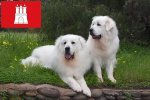 Read more about the article Pyrenæerhundeopdrætter og hvalpe i Hamborg