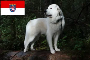 Read more about the article Pyrenæerhundeopdrætter og hvalpe i Hessen