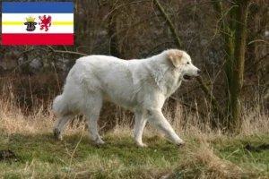 Read more about the article Pyrenæerhundeopdrætter og hvalpe i Mecklenburg-Vorpommern