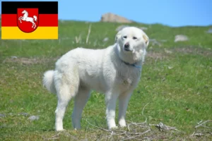 Read more about the article Pyrenæerhundeopdrætter og hvalpe i Niedersachsen