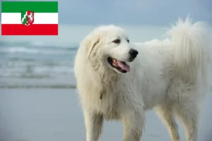 Read more about the article Pyrenæerhundeopdrættere og hvalpe i Nordrhein-Westfalen