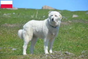 Read more about the article Pyrenæerhundeopdrættere og hvalpe i Polen