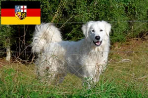 Read more about the article Pyrenæerhundeopdrætter og hvalpe i Saarland