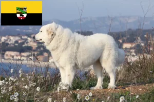 Read more about the article Pyrenæerhundeopdrætter og hvalpe i Sachsen-Anhalt