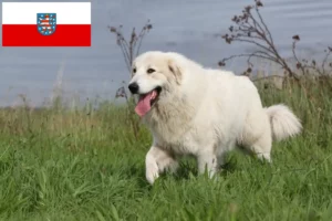 Read more about the article Pyrenæerhundeopdrætter og hvalpe i Thüringen