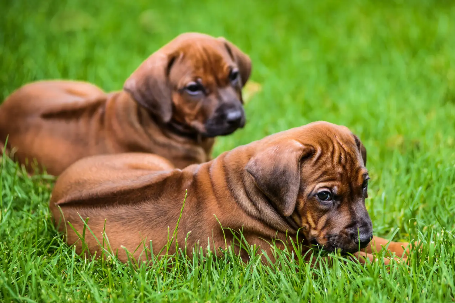 At købe en Rhodesian Ridgeback-hvalp betyder at tage ansvar! Køb Rhodesian Ridgeback hvalpe.