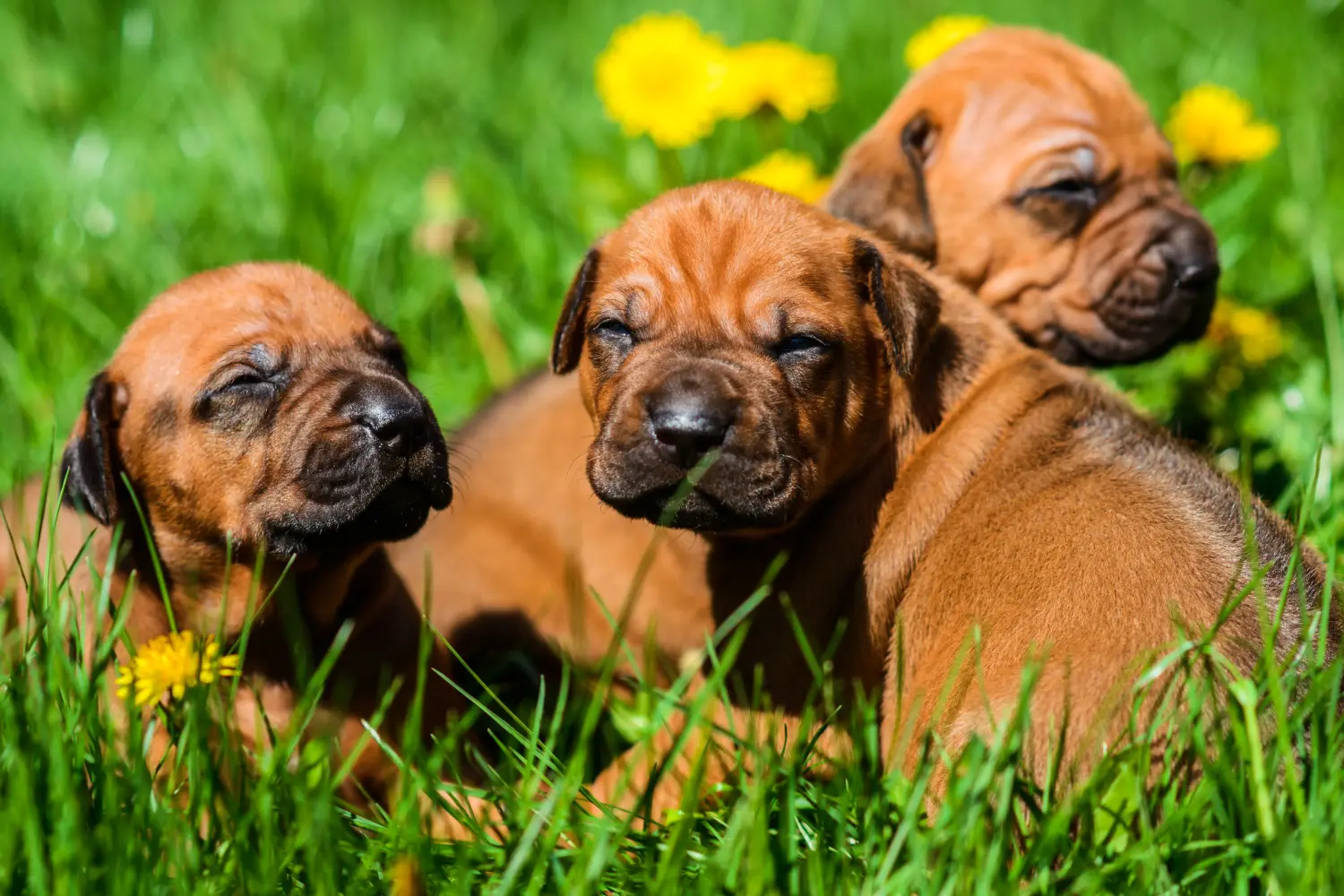 At købe en Rhodesian Ridgeback-hvalp betyder at tage ansvar! Køb Rhodesian Ridgeback hvalpe.