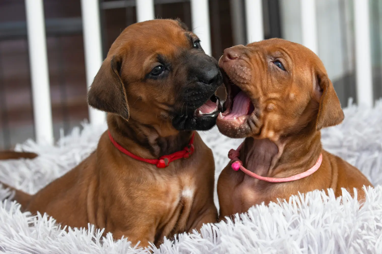 At købe en Rhodesian Ridgeback-hvalp betyder at tage ansvar! Køb Rhodesian Ridgeback hvalpe.