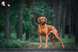 Read more about the article Rhodesian Ridgeback opdrætter og hvalpe i Hovedstaden