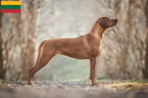 Read more about the article Rhodesian Ridgeback opdrættere og hvalpe i Litauen