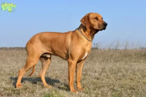 Read more about the article Rhodesian Ridgeback opdrættere og hvalpe i Midtjylland