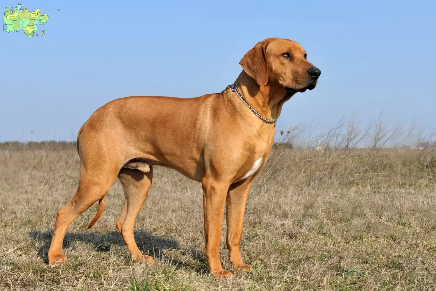 Rhodesian Ridgeback hvalpe og opdrættere Midtjylland Find opdrættere af Rhodesian Ridgeback i Midtjylland.