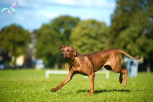 Read more about the article Rhodesian Ridgeback opdrættere og hvalpe i Nordjylland