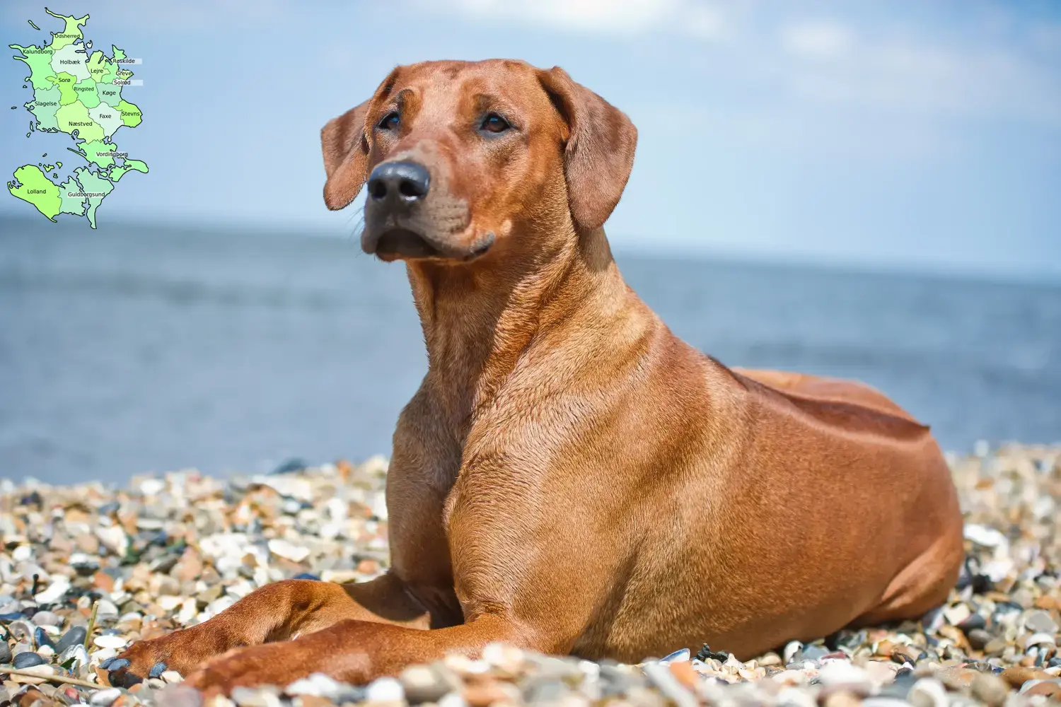 Read more about the article Rhodesian Ridgeback opdrættere og hvalpe på Sjælland